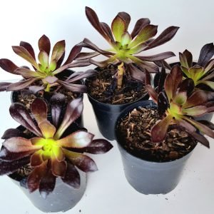 Kit 5 Suculentas Aeonium Negro pote 6