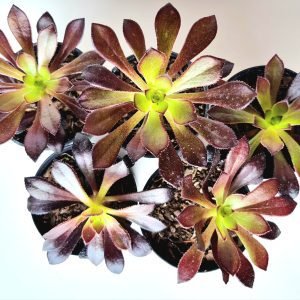 Kit 5 Suculentas Aeonium Negro pote 6