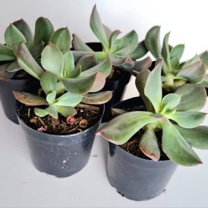 Kit 5 Suculentas Echeveria Dark Vader pote 6