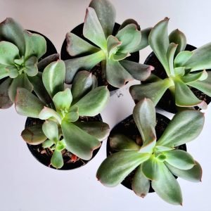 Kit 5 Suculentas Echeveria Dark Vader pote 6