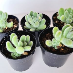 Kit 5 Suculentas Sedum Hintonii pote 6