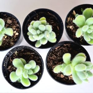 Kit 5 Suculentas Sedum Hintonii pote 6