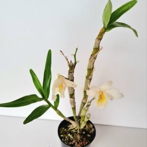 Orquídea Dendrobium