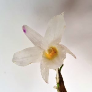 Orquídea Dendrobium