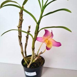 Orquídea Dendrobium