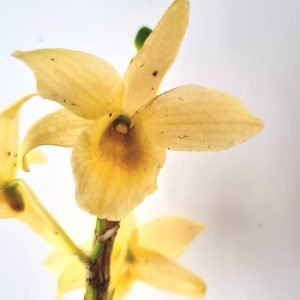 Orquídea Dendrobium