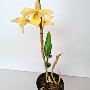 Orquídea Dendrobium