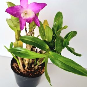 Orquídea Dendrobium