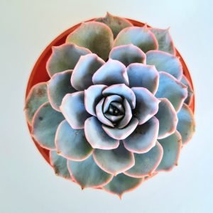 Suculenta Echeveria Subsessilis Blue