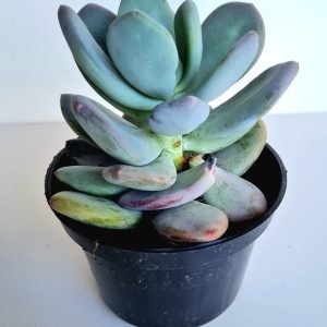 Suculenta Pachyphytum Glutinicaule