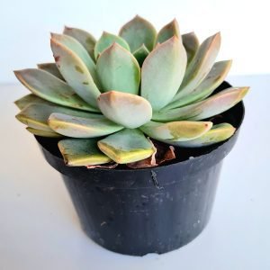 Suculenta Graptoveria Marpin Pretty in Pink