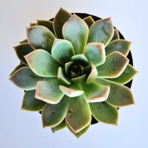 Suculenta Graptoveria Marpin Pretty in Pink