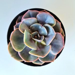 Suculenta Echeveria Dusty Rose