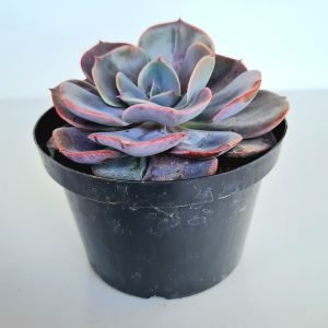 Suculenta Echeveria Dusty Rose