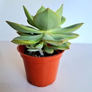 Suculenta Echeveria Lawrence