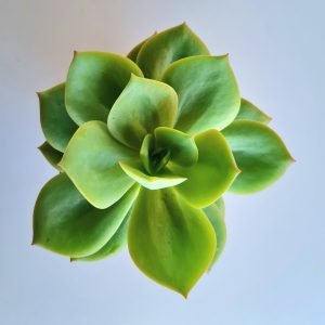 Suculenta Echeveria Lawrence