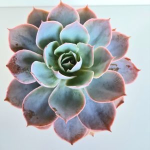 Suculenta Echeveria Morning Light