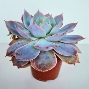 Suculenta Echeveria Morning Light