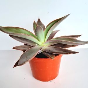 Suculenta Echeveria Novogaliciana