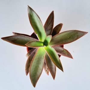 Suculenta Echeveria Novogaliciana