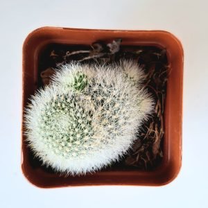 Cacto Rebutia Muscula