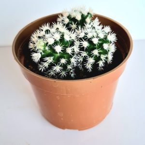 Cacto Mammillaria Gracilis Snow