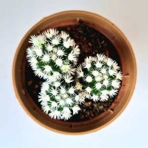 Cacto Mammillaria Gracilis Snow