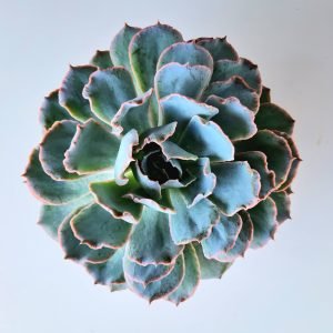 Suculenta Echeveria Blue Heron