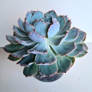 Suculenta Echeveria Blue Heron