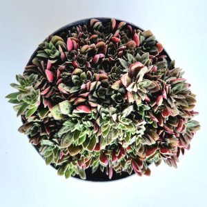 Suculenta Crassula Exilis