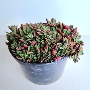 Suculenta Crassula Exilis