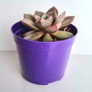 Suculenta Echeveria Punita