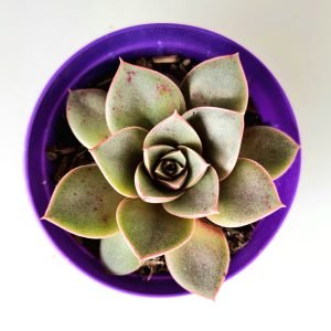 Suculenta Echeveria Punita