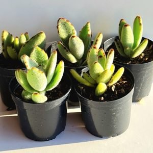 Kit 5 Suculentas Kalanchoe Tomentosa (orelha de gato) Pote 6