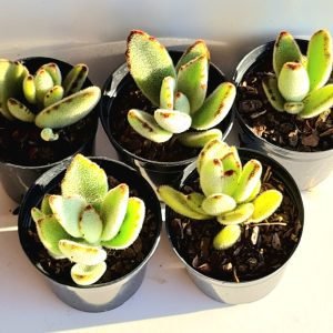 Kit 5 Suculentas Kalanchoe Tomentosa (orelha de gato) Pote 6