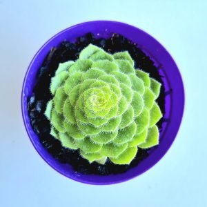 Suculenta Aeonium Tabuliforme