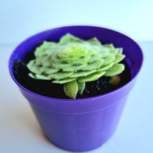 Suculenta Aeonium Tabuliforme