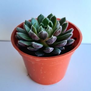 Suculenta Echeveria Escorpion