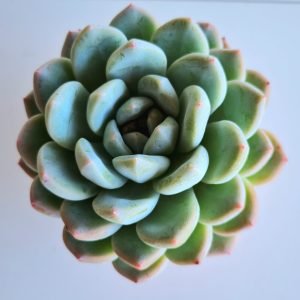 Suculenta Echeveria Baidualcem