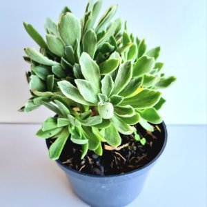 Suculenta Aeonium Ballerina Variegata