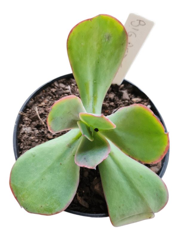Echeveria Gibbiflora Big Red Francesa