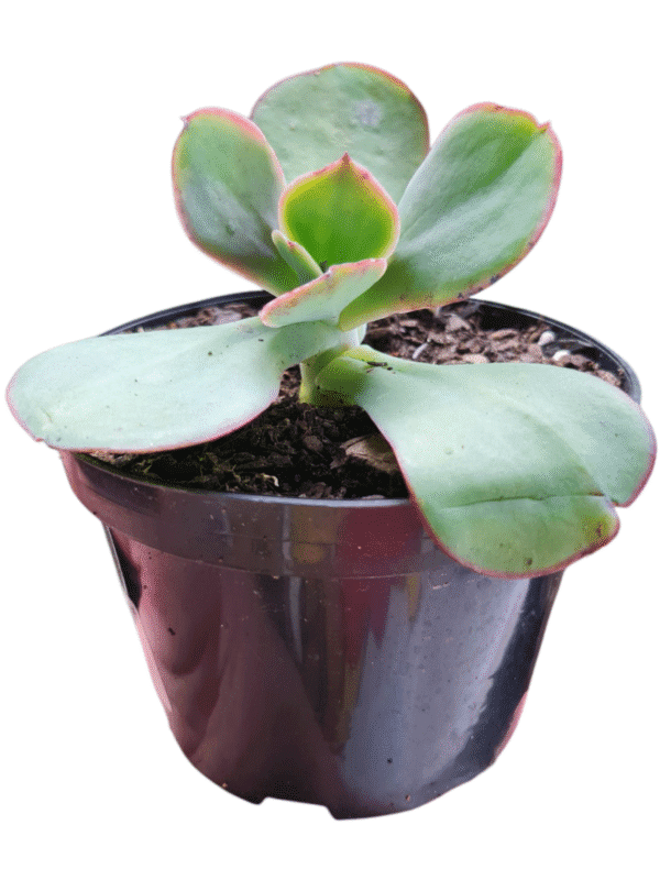 Echeveria Gibbiflora Big Red Francesa - Imagem 2