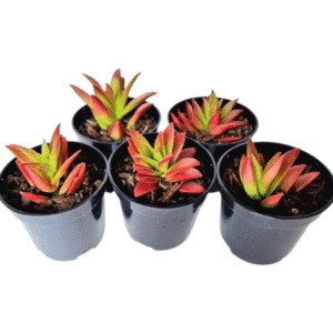 kit 5 Suculentas Crassula Captella Campfire pote 6