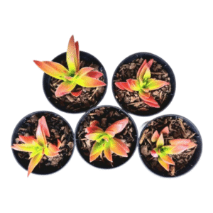 kit 5 Suculentas Crassula Captella Campfire pote 6