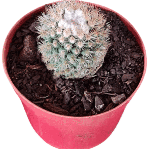 Cacto Mammillaria gracilis ‘Buena Vista’ – flor rosa – vaso 9