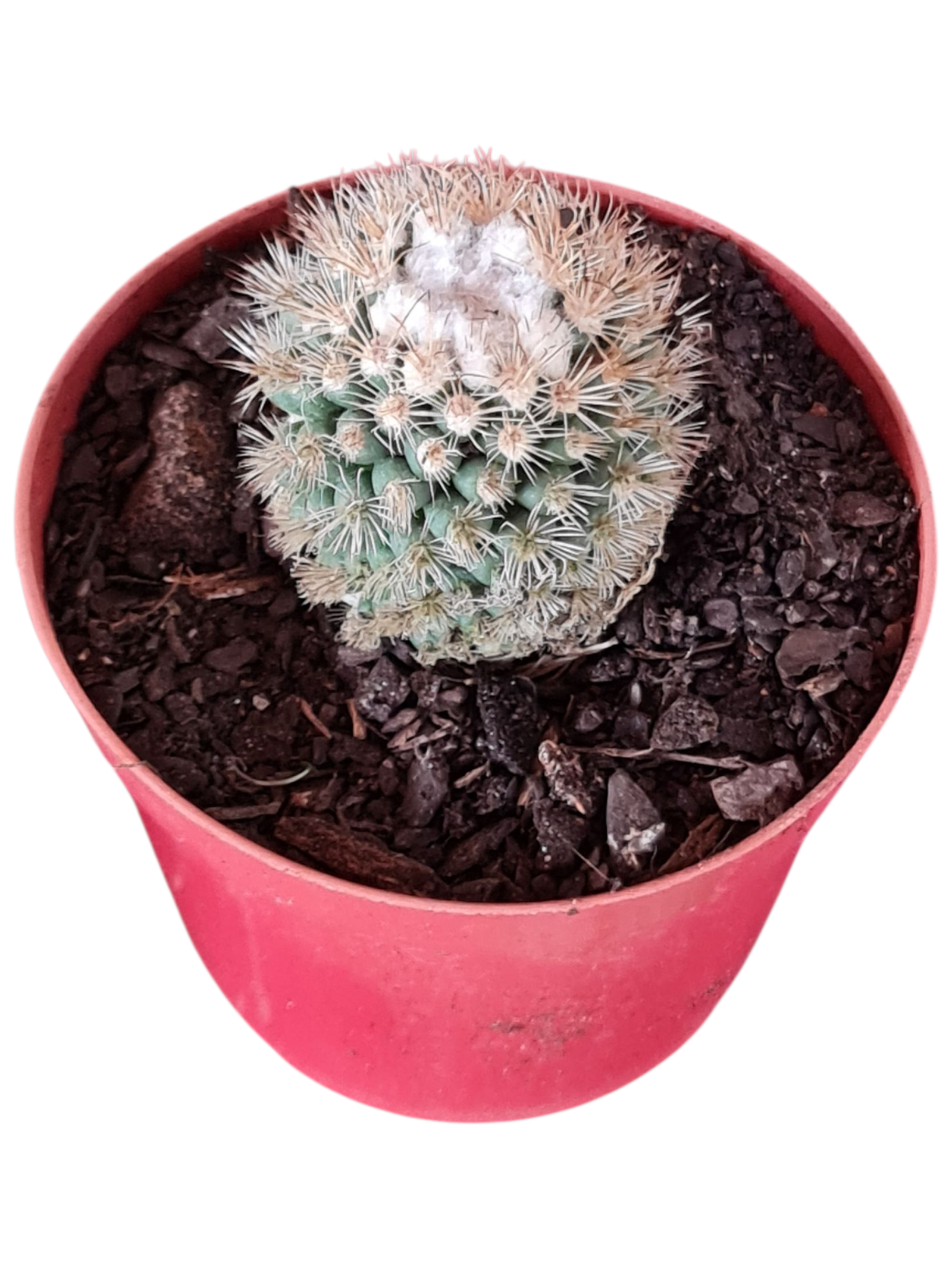 Cacto Mammillaria gracilis 'Buena Vista' - flor rosa - vaso 9 2 1000874268