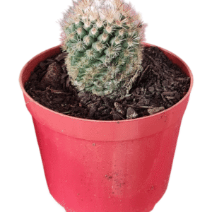 Cacto Mammillaria gracilis ‘Buena Vista’ – flor rosa – vaso 9
