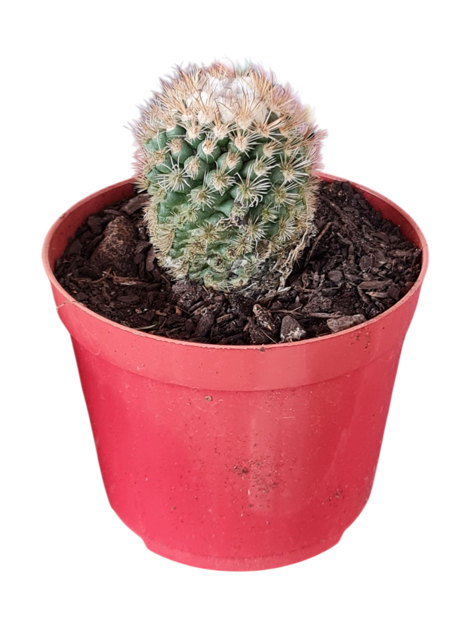 Cacto Mammillaria gracilis 'Buena Vista' - flor rosa - vaso 9 4 Cacto Mammillaria gracilis 'Buena Vista' - flor rosa - vaso 9 - Imagem 2