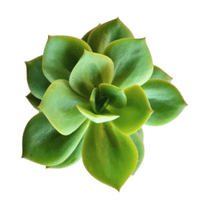 Suculenta Echeveria Lawrence