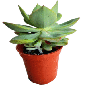 Suculenta Echeveria Lawrence